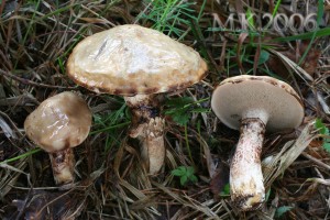 Suillus_viscidus.jpg