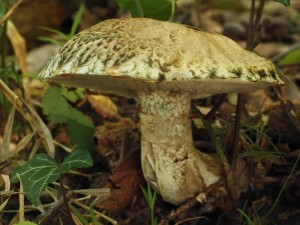 Suillus viscidus.jpg