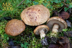 Suillus_viscidus_var.brunneus.jpg