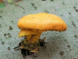 Supinovka hlzkovit - Pholiota tuberculosa.jpg