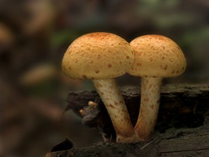 Supinovka mastna-Pholiota lucifera.jpg