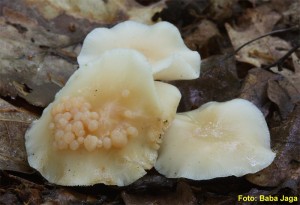 Syzygospora mycetophila.jpg