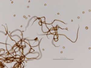 t-munda--7.jpg