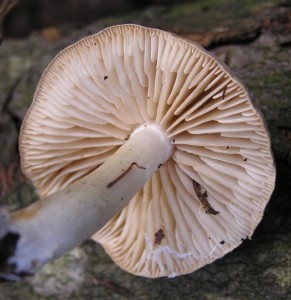 T.inamoneum.jpg