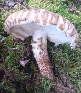 T.matsutake_1 (002).jpg