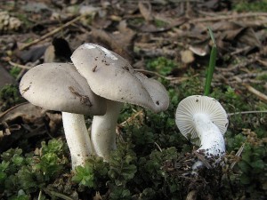 t'avnatka vonn-Hygrophorus agathosmus2.JPG