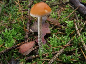 t�epenitka roztrou�en�-Hypholoma marginatum.JPG