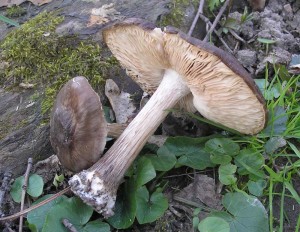 ttovka005.jpg