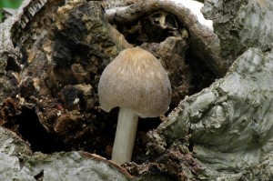 ttovka  hlzekat - Pluteus semibulbosus.jpg