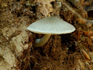 ttovka vrbov - Pluteus  salicinus.jpg