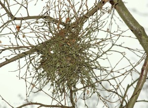 Taphrina betulina (2)B.jpg