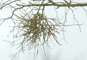 Taphrina betulina (3).jpg