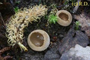 Tarzetta_cupularis 01.jpg