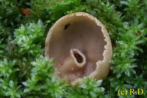 Tarzetta_cupularis 02.jpg