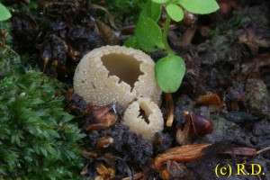 Tarzetta_cupularis 03.jpg