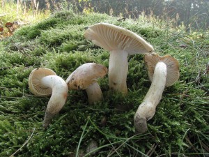 tavnatka hajn -hygrophorus memoreus.jpg