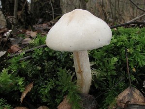 tavnatka Hedrychova-Hygrophorus hedrychii.JPG