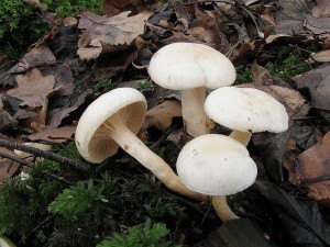 tavnatka Hedrychova1-Hygrophorus hedrychii1.JPG