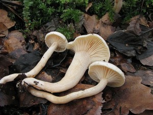 tavnatka Hedrychova2-Hygrophorus hedrychii2.JPG