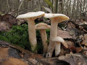 tavnatka Hedrychova3-Hygrophorus hedrychii3.JPG