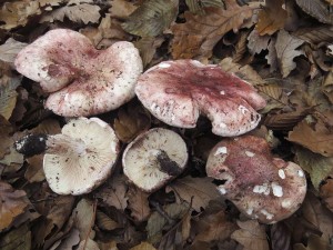 tavnatka holubinkov-Hygrophorus russula.jpg