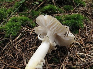 tavnatka olivov bl-Hygrophorus olivaceoalbus2.JPG