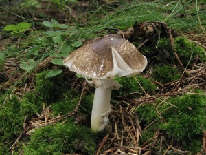 tavnatka olivov bl-Hygrophorus olivaceoalbus.JPG