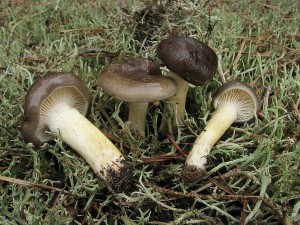 tavnatka pomrazka-Hygrophorus hypothejus2.JPG
