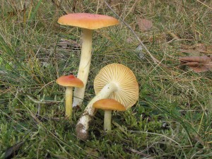 tavnatka zlat-Hygrophorus aureus.jpg