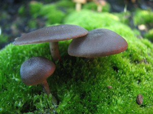 Tephrocybe1.jpg