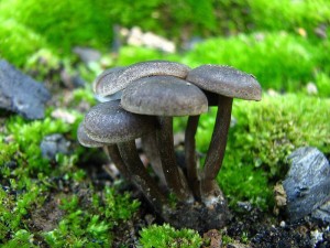 Tephrocybe3.jpg