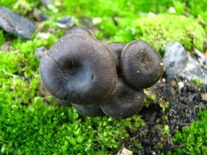 Tephrocybe 4.jpg