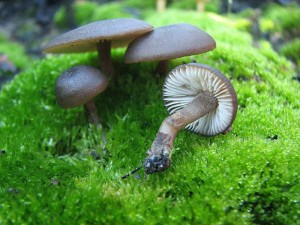 Tephrocybe.jpg