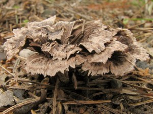 Thelephora caryophyllea.jpg