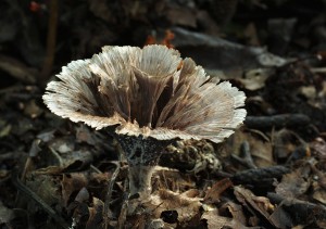 Thelephora caryophylleaB.jpg