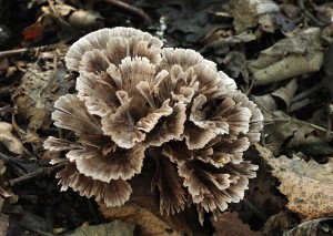 Thelephora caryophylleaB (2).jpg