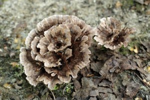 Thelephora caryophylleaB (3).jpg