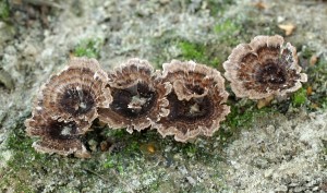 Thelephora caryophylleaB (4).jpg