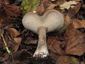 tmavoblka rhonoh-Melanoleuca grammopodia.JPG
