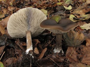 tmavoblka rhonoh1-Melanoleuca grammopodia.JPG