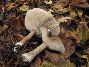 tmavoblka rhonoh2-Melanoleuca grammopodia.JPG