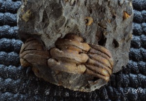 Tr 026.jpg