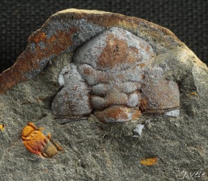 Tr 049.jpg