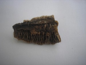 Trmovka jedlov.jpg