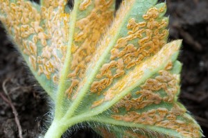 Trachyspora intrusa.jpg