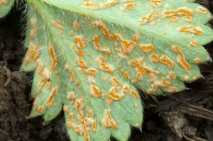 Trachyspora intrusa (2).jpg