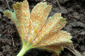 Trachyspora intrusa (3).jpg