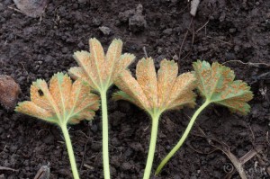 Trachyspora intrusa (4).jpg