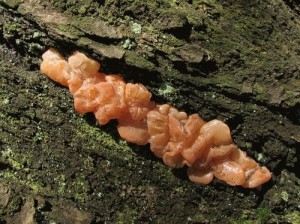 Tremella.jpg