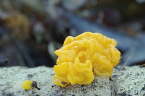 Tremella mesenterica.jpg